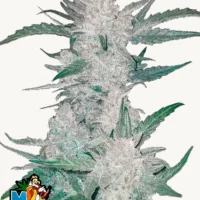 MEXICAN AIRLINES Auto